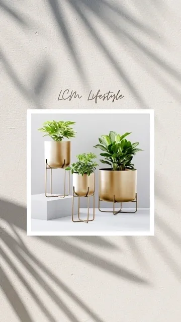 A group of three plants in gold pots.