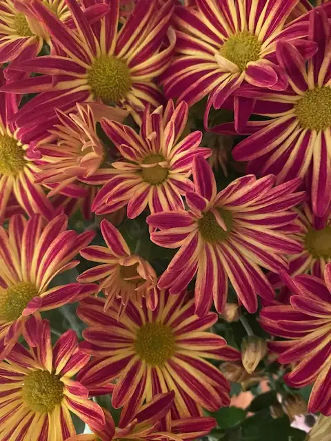 Striped red and yellow chrysanthemums.